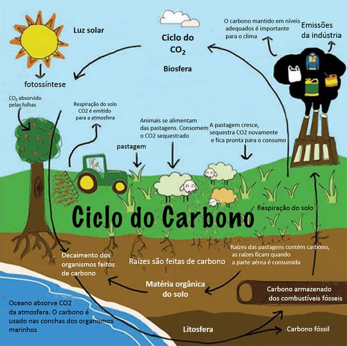 Manual Didático Ciclo Do Carbono