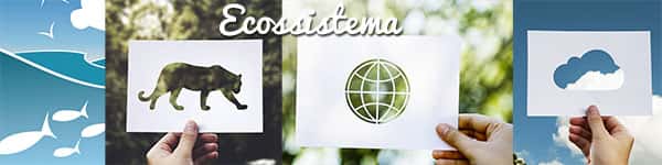 Ecossistema, agua, ar, terra, planeta terra