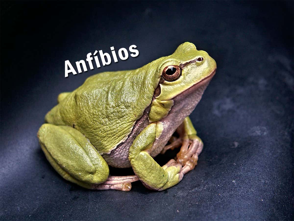 Anfibios Exemplos 6272