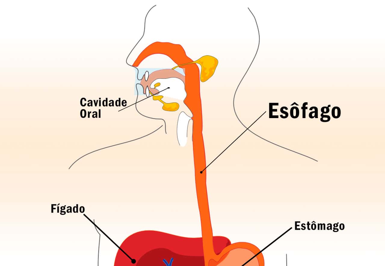 Anatomia Esofago - vrogue.co