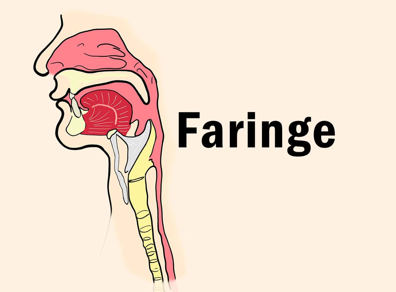 Anatomia Della Faringe