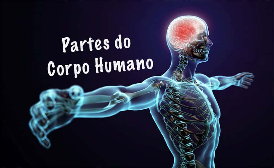 Partes Do Corpo Humano